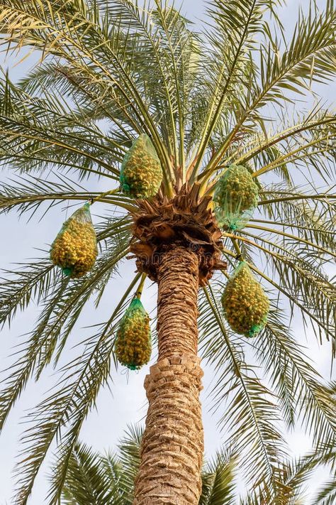 Delicious unripe dates covered with mesh on a tall palm tree in Dubai stock images Dates Tree Palms, Dates Tree, In Dubai, Palm Tree, Palm Trees, Dates, Dubai, Photo Image, Vector Illustration