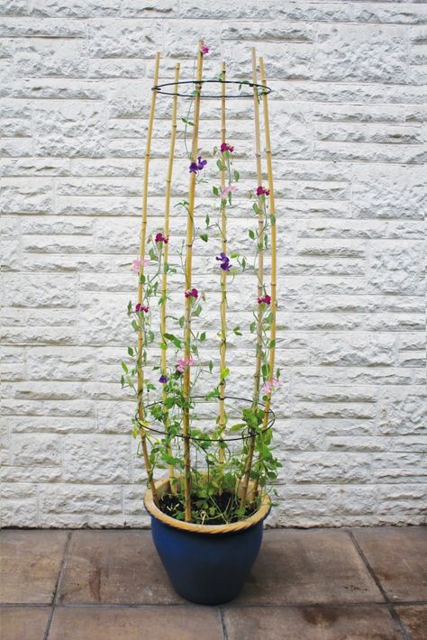 Diy Garden Trellis, Trellis Plants, The Secret Garden, Sweet Peas, Vegetable Garden Design, Plant Supports, Deco Floral, Garden Trellis, Diy Plants