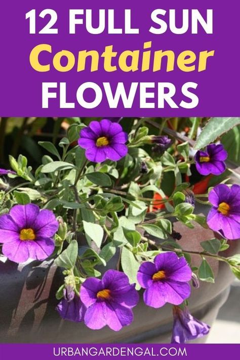 Flower Planter Ideas Outdoor Full Sun, Patio Container Gardening Ideas Full Sun, Sunny Flower Pot Ideas, Patio Pots Ideas Planters Full Sun, Flower Pot Arrangements Full Sun Container Plants, Flower Pot Arrangements Outdoor Full Sun, Full Sun Annuals For Pots, Full Sun Container Ideas, Flower Pot Arrangements Outdoor