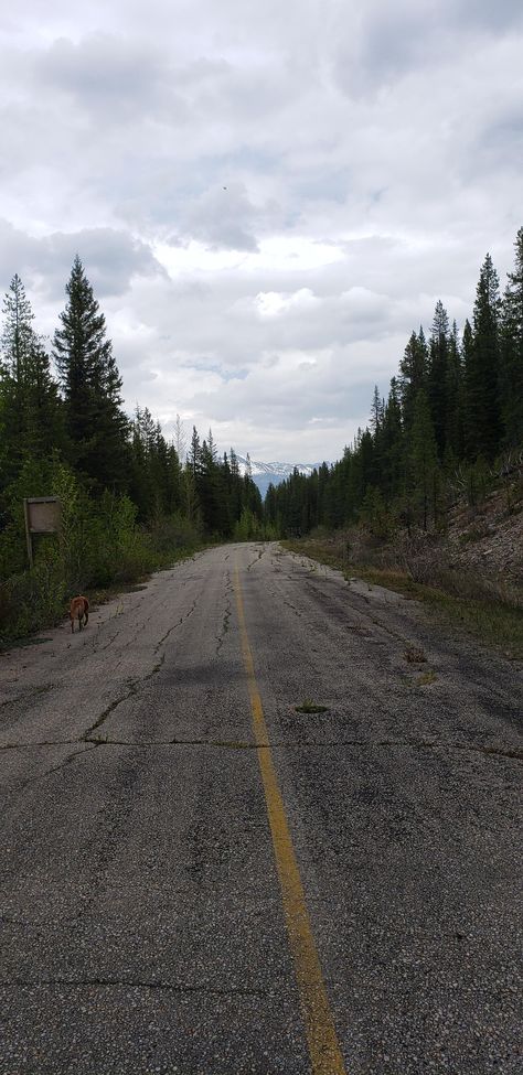 An abandoned highway in the Rocky mountains of Canada Urban Exploration Aesthetic, Abandoned Background, Abandoned Landscape, Abandoned Road Aesthetic, Lost Highway Aesthetic, Abandoned Road, Abandoned World, Gavin Reed, Concept Painting