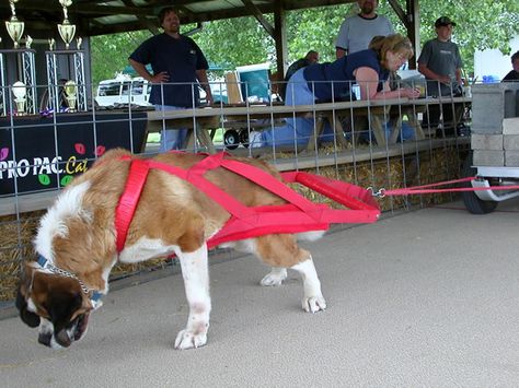 Weight pull Weight Pulling Dog, Pushes And Pulls Kindergarten, Psa Dog Sport, Dog Leash Pulling, Husky Pulling Sled, Water Rescue, Dog Weight, St Bernard, Saint Bernard