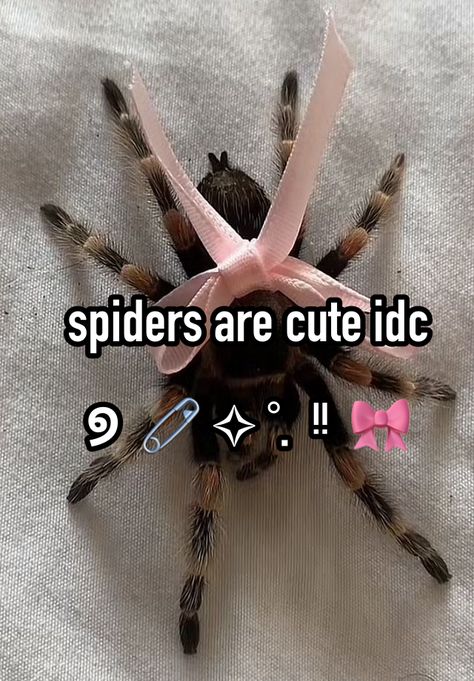 #spiders #girlhood #morute #morbidcute #coquette #girly #girlie #cute #tarantula #1 #christmas #fashion Pet Tarantula Aesthetic, Coquette Tarantula, Trantuala Spider Cute, Coquette Spider, Tarantula Aesthetic, Spiders Aesthetic, Tarantula Cute, Cute Tarantula, Tarantula Pet