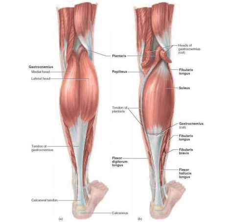 Muscles Of The Leg, Triceps Brachii Muscle, Biceps Brachii Muscle, Supraspinatus Muscle, Subscapularis Muscle, Temporal Bone, Peroneus Longus, Quadriceps Femoris, Muscles Of The Body