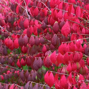 Plant Encyclopedia | Phoenix Perennials and Specialty Plants Euonymus Alatus Compactus, Euonymus Alatus, Buddleja Davidii, Clematis Montana, End Of Spring, Purple Red Color, Orange Dream, Burning Bush, Plant Supplies