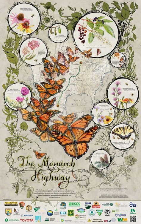 Bucket List, see mirgation of flying flowers. Migration route of the Eastern Monarch Butterfly Cow Butterfly, Bee Habitat, Butterfly Garden Ideas, Butterflies Illustration, Monarch Butterfly Migration, Butterfly Migration, Plants That Attract Butterflies, Wildflower Photo, Overwintering