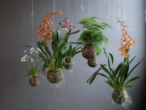 Kokedama Orchid, Art Floral Japonais, Hanging Orchid, String Garden, Plants Hanging, Japanese Bonsai, Wall Garden, Hanging Garden, Hanging Planters