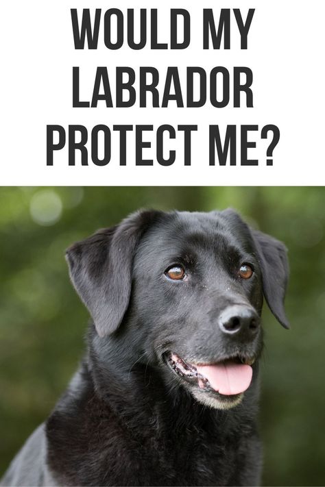 This post will show you if your Labrador would protect you. Labrador Retriever Accessories, Black Lab Retriever, Black Lab Funny, Labrador Retriever Quotes, Labrador Quotes, Feline Anatomy, Labrador Retriever Black, Labrador Training, Labrador Retriever Facts