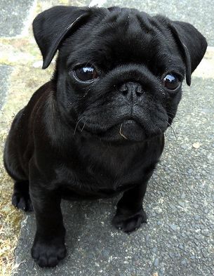 Black pug puppy Black Pug Puppies, Pugs And Kisses, Baby Pugs, Pug Pictures, Black Pug, Pug Puppies, Cute Pugs, Pug Lover, Pug Love