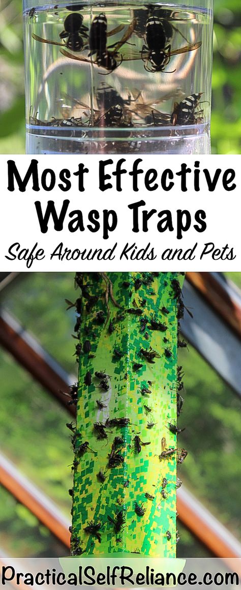 Best Wasp Traps Wasp Trap, Wasp Traps, Homesteading Diy, Kids And Pets, Fly Repellant, Natural Pest Control, Homestead Survival, Backyard Farming, Wild Food