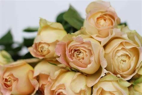 Delicate Beauty, Bridal Show, Antique Roses, Styled Shoot, Open House, Caramel, Wedding Ideas, Roses, Plants