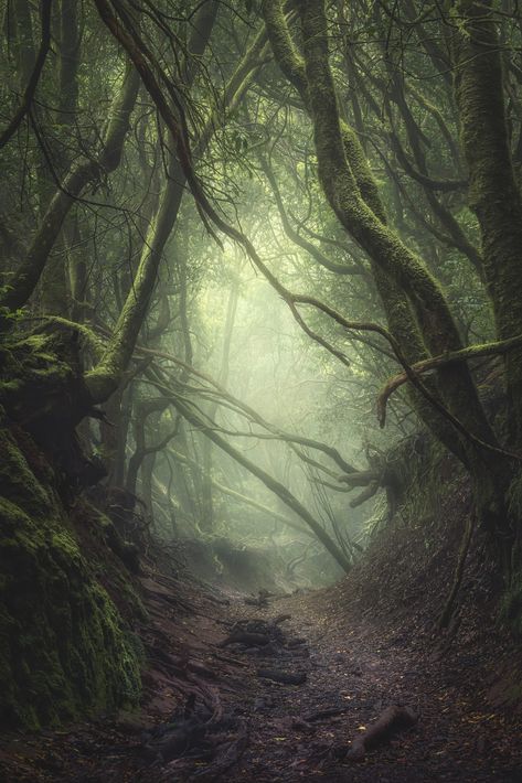 Image credit: Kai Hornung, Germany | Digital Camera World Sony World Photography Awards, Canary Islands Tenerife, Best Landscape Photography, Tenerife Spain, Sony Photography, Image Nature, Photo Awards, Ancient Forest, Photography Competitions