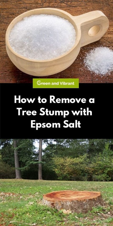 Get Rid Of Tree Stump, Getting Rid Of Tree Stumps, How To Get Rid Of Stumps In Yard, Tree Stump Removal With Epsom Salt, How To Remove Tree Stumps, Removing Tree Stumps Diy, Removing Stumps Diy, How To Get Rid Of A Tree Stump, What To Do With Tree Stumps