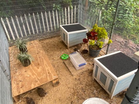 Natural Quail Coop, Quail Ground Pen, Plants For Quail Pen, Quail Hideout, Quail Shelter, Quail Pen Ideas Diy, Quail Run Ideas, Button Quail Housing Indoor, Quail Aviary With Plants Diy