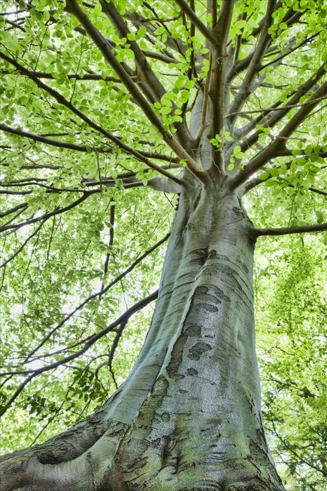 A beech tree in Italy Woodland Mural, Beech Trees, Garden Diary, Magical Tree, Tree Photo, Beech Tree, Island 2, Tree Trunks, Unique Trees