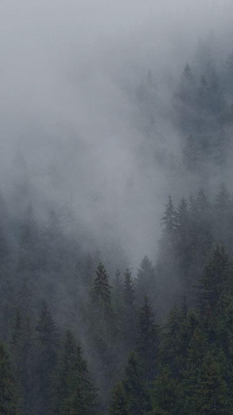 Rain, mist, fog, mountain, hill, forest, tree Nature, Foggy Forest Mountain, Minimalist Forest Wallpaper, Forest Fog Painting, Mist Aesthetic, Mist Mountain, Mist Wallpaper, Fog Mountain, Mist Forest