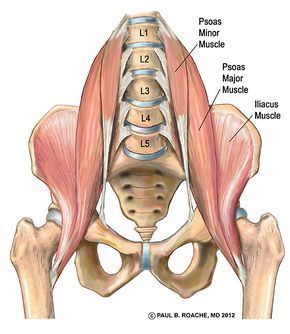 Punkty Spustowe, Hip Anatomy, Free Weight Workout, Nervus Vagus, Bolesti Chrbta, Yoga Vinyasa, Yoga Anatomy, Tight Hip Flexors, Human Body Anatomy