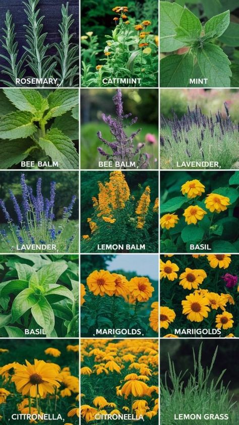 16 Plants That Repel Bugs and Mosquitoes Naturally » Humbaa.com Plants That Deter Bugs, Mosquito Plants Repellant, Plants Repel Mosquitos, Plants That Repel Mosquitos, Anti Mosquito Plants, Plants That Repel Flies, Repel Mosquitos, Plants That Repel Bugs, Mosquito Plants