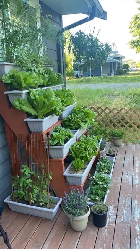 Small Garden Ideas Vegetable, Indoor Gardening Diy, Apartment Vegetable Garden, Balcony Gardens, Diy Home Garden, Winter Vegetables Gardening, Small Balcony Garden, Small Vegetable Gardens, Vegetable Garden Diy