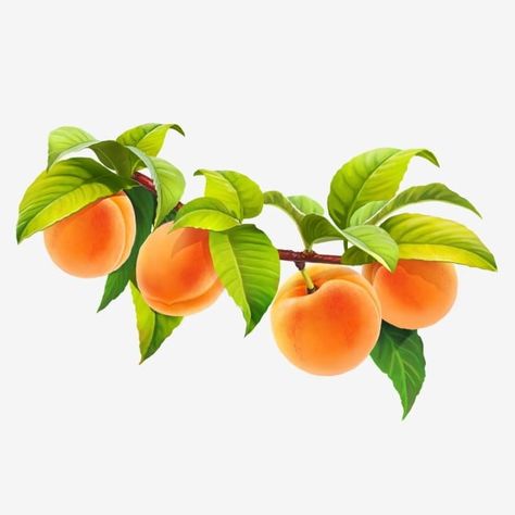 yellow,eating,nature,vegetarian,vitamin,organic,natural,juicy,tropical,green,white,orange,apricot,berry,bone,branch,flora,food,fruit,isolated,leaf,sweet,white background,leaf clipart,food clipart,fruit clipart,orange clipart,nature clipart,bone clipart,leaves clipart Peaches On Branch, Apricot Illustration, Peach Leaves, Vitamins For Vegetarians, Spring Flowers Background, Fruit Clipart, Leaves Png, Tropical Illustration, Food Clipart