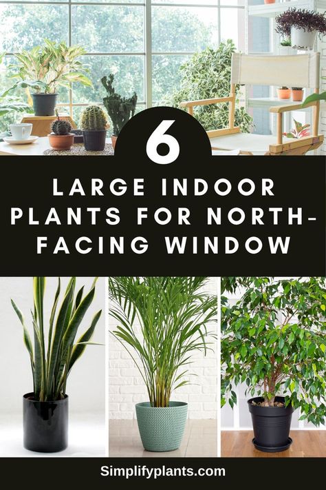 "6 large houseplants, best indoor plants for low light, tall indoor plants, 
indoor plants for dark rooms, indoor plants for north-facing windows, low 
light indoor trees" Plants North Facing Window, North Facing Apartment, North Facing Window Plants, North Window Indoor Plants, Bay Window With Plants, North Facing Living Room, Big Indoor Plants, Kitchen Bay Window, North Facing House