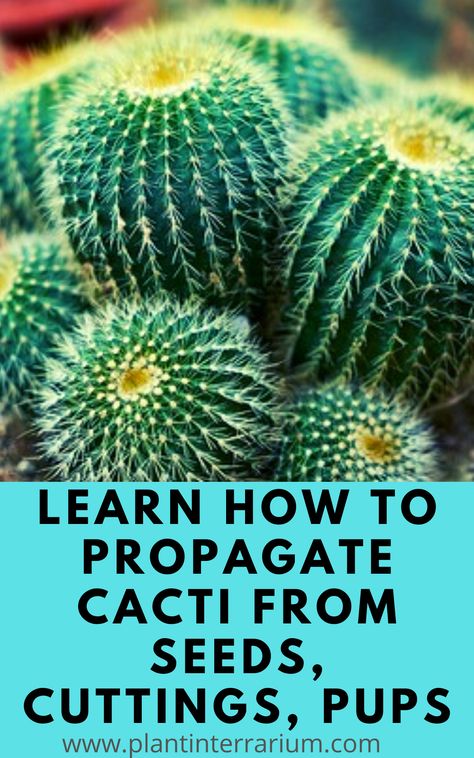 In this post, we will give you the full guide on cactus propagation from seeds, stem and leaf cuttings, offsets and share tips. You will be able to learn new secrets on how to successfully propagate a cactus. Propagating Cactus Plants, Growing Cactus From Seed, Cactus Propagation, Cactus Identification, Propagating Cactus, Diy Terrariums, Succulents Care, Propagate Succulents From Leaves, Rat Tail Cactus