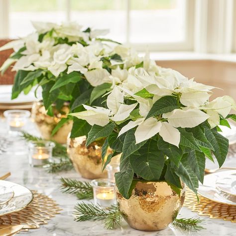 Poinsettia Wedding, Picture Wedding Centerpieces, Poinsettia Centerpiece, Christmas Wedding Centerpieces, Poinsettia Decor, White Poinsettia, Poinsettia Plant, White Flower Farm, Christmas Table Centerpieces