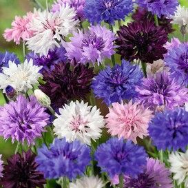 Cornflower Seeds | Flower Seeds by the Packet or in Bulk | Eden Brothers Fall Perennials, Seeds Color, Spring Garden Flowers, Bachelor Buttons, Lily Bulbs, Amaryllis Bulbs, Color Wallpaper, Attract Pollinators, Wildflower Garden