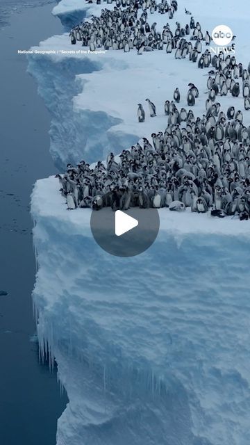 Funny Penguin, Winter The Dolphin, Penguin Videos, National Geographic Videos, Emperor Penguin Chick, Baby Squid, Cute Baby Penguin, Penguin Pictures, Penguins Funny