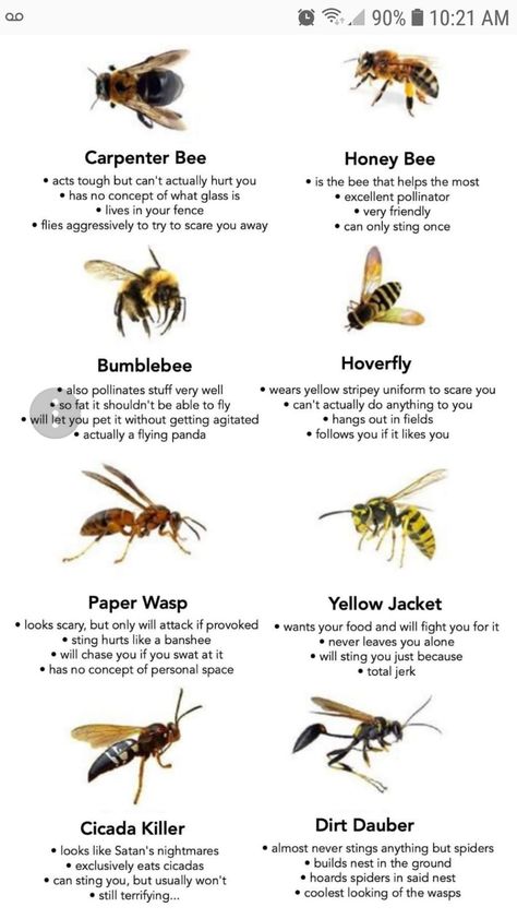 Bumblebee - actually a flying panda 😂 Different Types Of Bees, Hoverfly, Types Of Bees, Carpenter Bee, Bees And Wasps, Survival Life Hacks, Survival Life, Animal Facts, Bugs And Insects