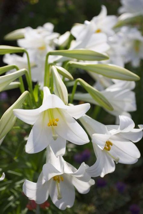 Easter Lily Care, Lily Care, Tattoo Plant, Lilly Flower, Easter Lily, Lily Plants, White Lilies, Lily Flower, Chrysanthemum