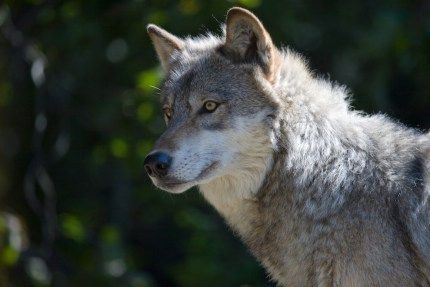 Why We Should All Care about the Plight of Western Washingtons Wolves - Living Snoqualmie Wolf Nose, Mexican Gray Wolf, Modern Farmer, Gray Wolf, Wild Wolf, Wolf Pictures, Grey Wolf, Bad Wolf, A Wolf