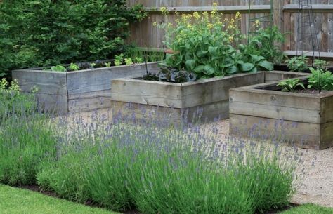 Landscaping Slopes, Charlotte Rowe, Pea Stone, East Facing Garden, Kitchen Gardens, Herb Boxes, Architectural Garden, Small Vegetable Gardens, Lavender Garden