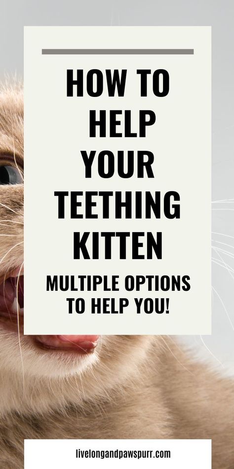 Teething kitten/cat Kitten/cat teething Teething kitten tips Kitten care tips Kitten care Do kittens teeth Litter Box Training Kittens, Taking Care Of Kittens, Kitten Care Tips, Kitten Tips, Dog Life Hacks, Caring For A Newborn, Teething Remedies, Newborn Kittens, Kitten Food