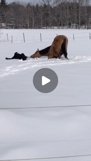 Pubity on Instagram: "Follow us @pubity for more content like this ❤️ Amazing moment ❤️ (Sandy Hodskins via Viralhog) - #horses #horse #animals #farmanimals #farm #pubity #adorable #wholesome #cute" Layla Aesthetic, Funny Horse Videos, Baby Pony, Amazing Animal Pictures, Silly Animals, Cute Horses, Animal Companions, Cute Animal Videos, Cool Pets