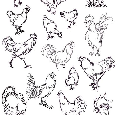 Raccoon Drawing, Chicken Drawing, Rooster Art, Chicken Art, Storyboard Artist, Love Drawing, Little Prince, Animal Sketches, The Little Prince