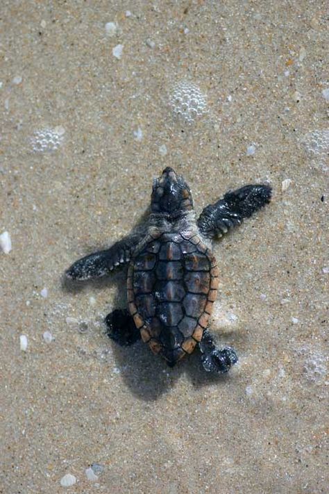 loggerhead sea turtle hatchling - Google Search Sea Turtles Hatching, Sea Turtle Nest, Turtle Hatching, Sea Turtle Pictures, Loggerhead Turtle, Turtle Wallpaper, Loggerhead Sea Turtle, Marine Turtle, Baby Sea Turtles