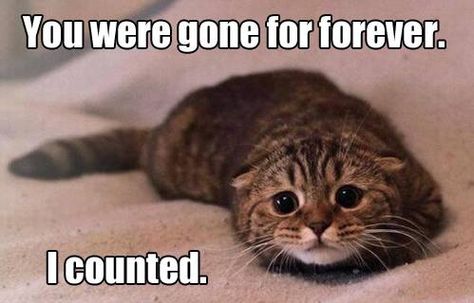 You were gone forever. I counted. Image Chat, Kitten Pictures, Funny Bunnies, Forgive Me, E Card, Cat Owners, A Blanket, Video Chat, A Quote