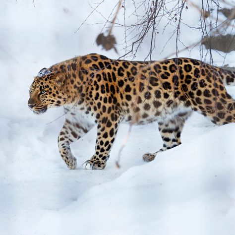 Amur Leopard Facts - WildCats Conservation Alliance Leopard Facts, Bizarre Animals, Beautiful Wildlife, Amur Leopard, Endangered Wildlife, Leopard Art, Wildlife Photos, Seoul Korea, Elizabeth Taylor