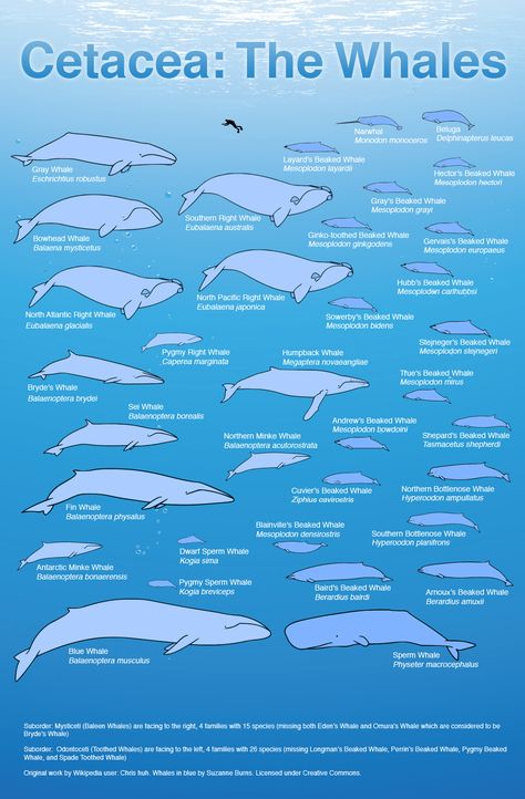 Whales range in size from the blue whale, the largest animal known to have ever lived on the planet to various pygmy species, such as the pygmy sperm whale that reaches a length of around 10 feet. Whales may all be part of the same order, but shapes and sizes vary tremendously depending on species. So, how do right whales size up? A graphic that compares the size of whale species in the order Cetacea. http://www.pbs.org/wnet/nature/episodes/ocean-giants/the-whales-a-size-comparison/7605/ Marine Ecology, Whale Chart, Aquatic Mammals, Wildlife Biology, Beaked Whale, Types Of Whales, Whale Species, Marine Science, Save The Whales