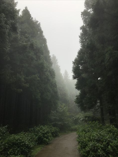 제주의 사려니 숲길 Nature Peaceful, Dark Nature, Dreamy Landscapes, Big Tree, Country Roads, Trees, Drive, Road, Collage