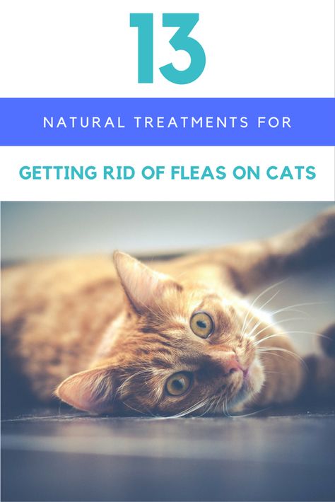 Fleas On Kittens, Fleas On Cats, Natural Flea Remedies, Essential Oils For Fleas, Home Remedies For Fleas, Benadryl For Cats, Cat Remedies, Cat Health Remedies, Flea Removal