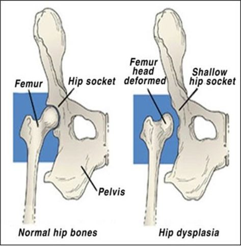 Vet Nursing, Hip Problems, Dog Joints, Vet Assistant, Health Video, Vet Med, Hip Dysplasia, Joints Pain Relief, Dog Nails