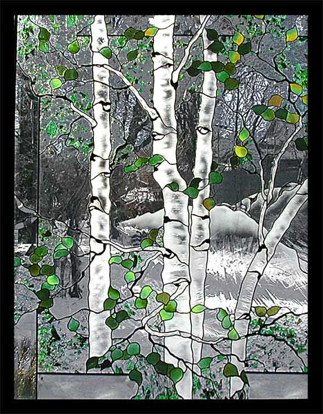 White birch trees