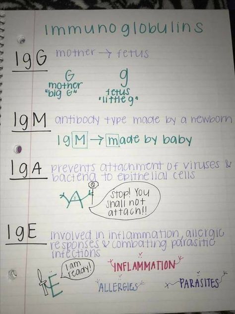 Pathophysiology Nursing Immunity, Inotropic Chronotropic Dromotropic, Immunity Nursing Notes, Pathophysiology Nursing Notes Template, Pharmacology Paramedic, Immunoglobulin Nursing, Immunology Study Notes, Immunity Notes, Hematology Notes