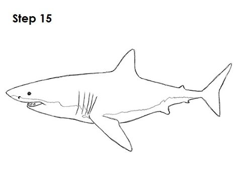 Great White Shark Drawing 15 Great White Shark Drawing, Shark Drawing Easy, Drawing Shark, Draw A Shark, White Video, Drawing Instructions, Girl Drawing Easy, Easy Draw, Shark Drawing