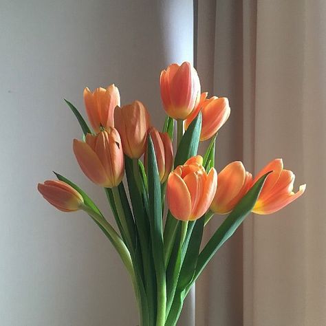 Fruit Icons, Orange Tulips, Boquette Flowers, Flower Gift Ideas, Nothing But Flowers, Flower Shower, Flower Therapy, Pretty Plants, Tulips Flowers