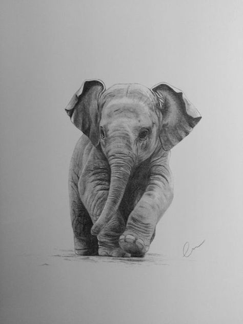 #artgallery #artofinstagram #digitalart #realism #pencilsketches #graphitedrawing pencil drawing quick joker and harley quinn drawing pencil harley quinn drawing pencil quackity drawing pencil #artistic #instagram Hunting Drawings, Baby Elephant Tattoo, Baby Elephant Drawing, Easy Pencil Drawings, Elephant Sketch, Realistic Animal Drawings, Art Rabbit, Elephant Tattoo Design, Baby Animal Drawings