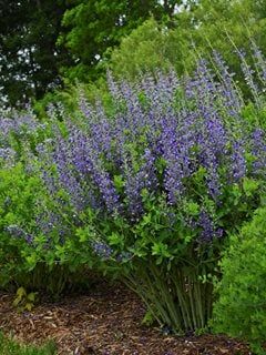 False Indigo - Grow Baptisia Plants (With Care Tips) | Garden Design Blue Mist Flower, Blue False Indigo, Baptisia Plant, Spring Backyard, False Indigo, Garden Palette, Pruning Shrubs, Baptisia Australis, Pool Bed