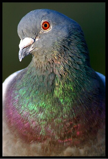 Pigeon Eyes, Rock Pigeon, Racing Pigeon Lofts, Pet Pigeon, Cute Pigeon, Pigeon Pictures, Pigeon Loft, Wood Pigeon, Dove Pigeon