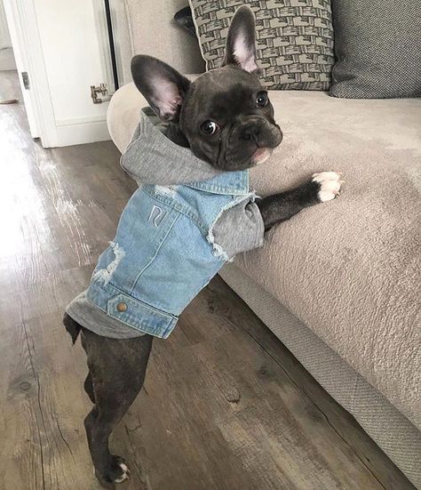 14.9k Likes, 212 Comments - French Bulldog (@frenchie.world) on Instagram: “Blue jeans... 🖐❤ @frankywhitesocks . . . . . #frenchie #frenchieoftheday #französischebulldogge…” Bulldog Puppies, French Bulldog Puppies, Frenchie Lovers, Traditional Sofa, Frenchie Puppy, Love French, French Bulldog Puppy, Stylish Sofa, Friday Humor